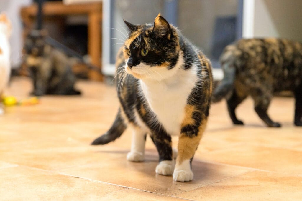 Brown Tortoiseshell Cat in Shelter